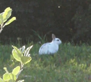 Après les chèvres de Google, le lapin de BienManger.com